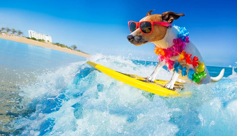 Dog Surfing with Sunglasses, promoting summer safety from UV